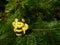 Christmas felt decoration on a spruce branch. Handmade bauble figurines a cute bee. Holiday background with a copy space