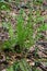 Christmas Fern â€“ Polystichum acrostoichoides