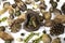 Christmas festival background image of a traditional potpourri s