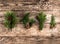 Christmas fir branch, spruce, juniper, fir, larch, pine cones on wooden background.