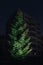 Christmas fir tree with lights and Apartment building background