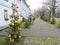 Christmas fir trees avenue