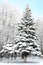 Christmas fir trees with snowy brances