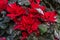 Christmas flower contaminated with plague. Good night sick. Plant with pest