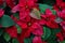 Christmas flower orpoinsettia with beautiful red foliage