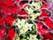 Christmas flower Poinsettia colorful - decorative plants