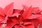 A Christmas Flower - Poinsettia - In The Pot