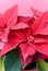 A Christmas Flower - Poinsettia - In The Pot