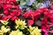 christmas flower. red blooming poinsettia. blue hydrangea in gar