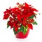 Christmas flower red poinsettia with golden decoration