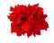 Christmas flower red poinsettia isolated white background