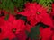 Christmas Flowers, Red Poinsettias