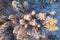 Christmas forest top view. Frosty fir trees illuminated with sunshine early in the morning. Vivid winter background.