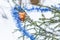 Christmas garland blue tinsel and golden ball design festive decor on a snow backgroun