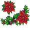 Christmas garland from evergreen plants. poinsettia. Christmas wreath of holly and poinsettia. A holly. leaves and berries