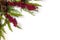 Christmas Garland with Pine Cones and Berries on white