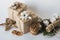 Christmas gift boxes with flowers and decorative objects Eco cotton, cinnamon, spruce branches and jute rope hank over white backg