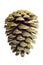 Christmas Golden Pine Cone decoration on white