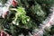 Christmas green bells on artificial spruce branches