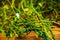 Christmas green mistletoe twigs background decoration