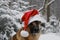 Christmas greeting card. Concept pet celebrates holiday as people. German Shepherd dog wears red Santa Claus hat on head