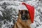 Christmas greeting card. Concept pet celebrates holiday as people. German Shepherd dog wears red Santa Claus hat on head