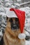 Christmas greeting card. Concept pet celebrates holiday as people. German Shepherd dog wears red Santa Claus hat on head
