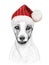 Christmas greeting card with happy winter jack russell terrier dog wearing in the knitted red cap