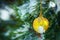 Christmas greeting card. yellow Christmas ball on snowy spruce branch, Christmas ball hanging on spruce branch