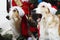 Christmas greetings from Borzoi dogs