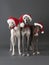 The christmas greyhound