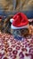 Christmas hat small Siberian cat kitten breed tabby longhaired fluffy cute fury