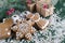 Christmas and holiday baking . Ginger cookies with decor