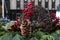 Christmas Holiday Decoration in a Planter along the Sidewalk in Downtown Chicago