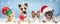 Christmas Holiday Dogs and Cats Over Web Banner