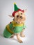 Christmas holiday elf dog Yorkshire Terrior