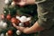 Christmas holiday green and red decoration. Guy`s hands ornamenting the pine tree with a white ball decoration