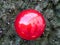 Christmas Holiday red reflections decoration globe in a tree