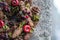 Christmas holiday wreath on a granite background