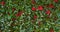 Christmas Holly Background with Red Berries.  Traditional Xmas plant. Holly branch