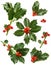 Christmas holly - green leaf, red berry, twig