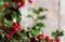 Christmas Holly Green Leaves and Red Berries Ilex Aquifolium