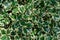 Christmas holly ilex aquifolium Argentea Marginata growing in a park. Graceful border leaves as background