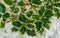 Christmas holly ilex aquifolium Argentea Marginata growing on white stones background. Close-up of graceful fringed leaves with re