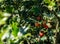 Christmas holly ilex aquifolium growing in public landscape park `Krasnodar` or `Galitsky park`. Graceful leaves with red berries