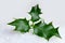 Christmas holly leaf in snow
