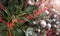 Christmas holly plant branch on the decorated fir tree blurred background