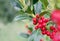 Christmas holly red berries blurred holiday background