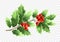 Christmas holly tree branch realistic illustration