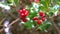 Christmas holly tree branches with red berry fruits